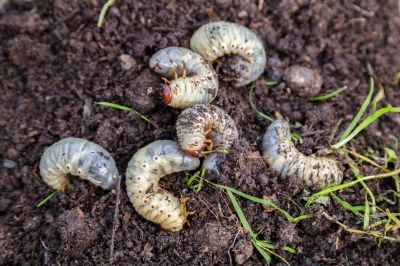 Effective Grub Prevention Strategies — Cost of Grub Prevention