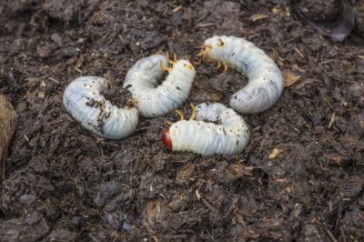 Effective Grub Prevention Strategies — Cost of Grub Prevention