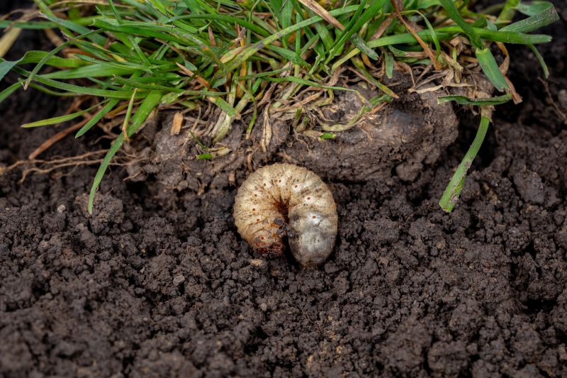 Effective Grub Prevention Strategies — Cost of Grub Prevention