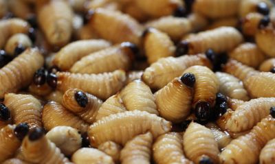 Effective Grub Prevention Strategies — Cost of Grub Prevention