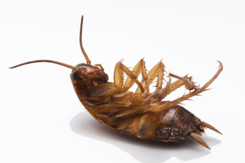 Health Risks Associated With Cockroaches Indoors