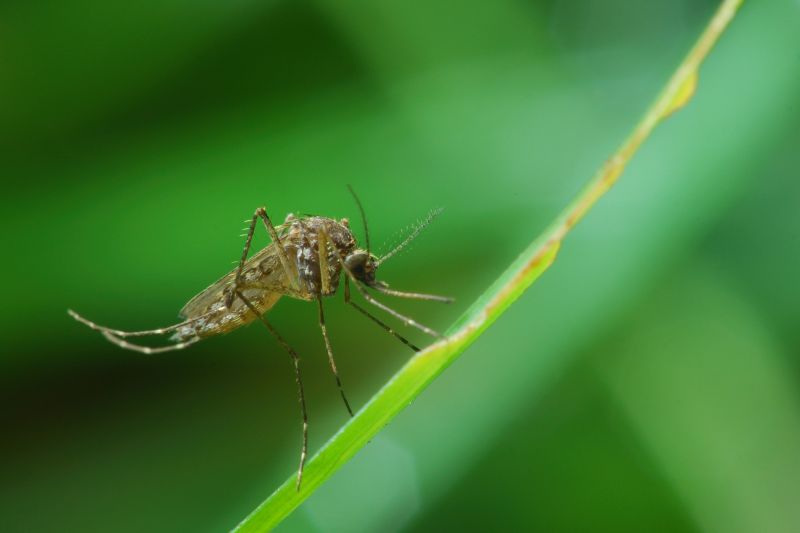 Seasonal Fly And Mosquito Activity And Prevention Strategies
