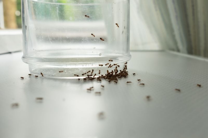 Signs You Have An Ant Problem Before It Gets Out Of Control