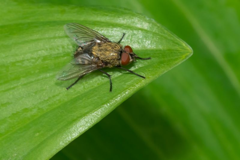 Why Spring Fly And Mosquito Pest Control Matters