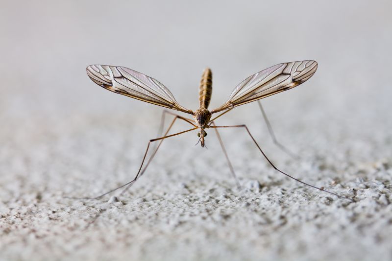 Why Spring Fly And Mosquito Pest Control Matters