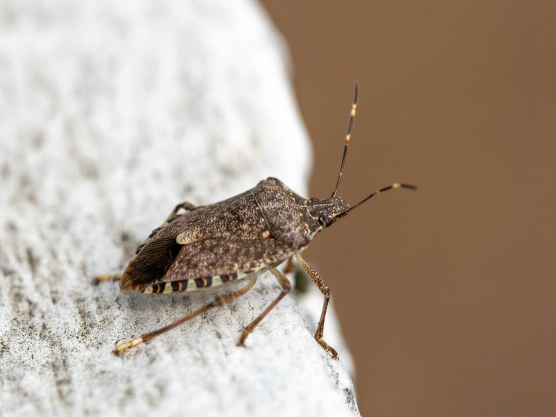 Why Stinkbugs Invade Homes And Buildings