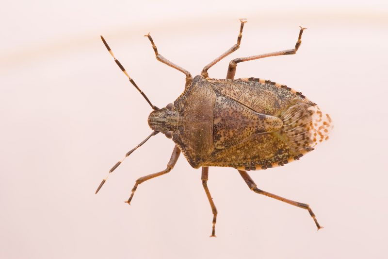 Why Stinkbugs Invade Homes And Buildings