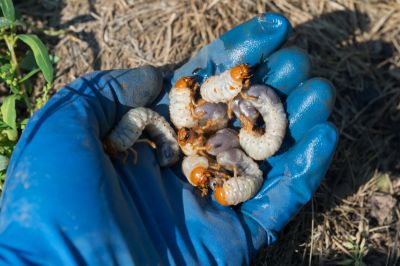 Grubs Can Wreak Havoc on a Lawn or Garden!